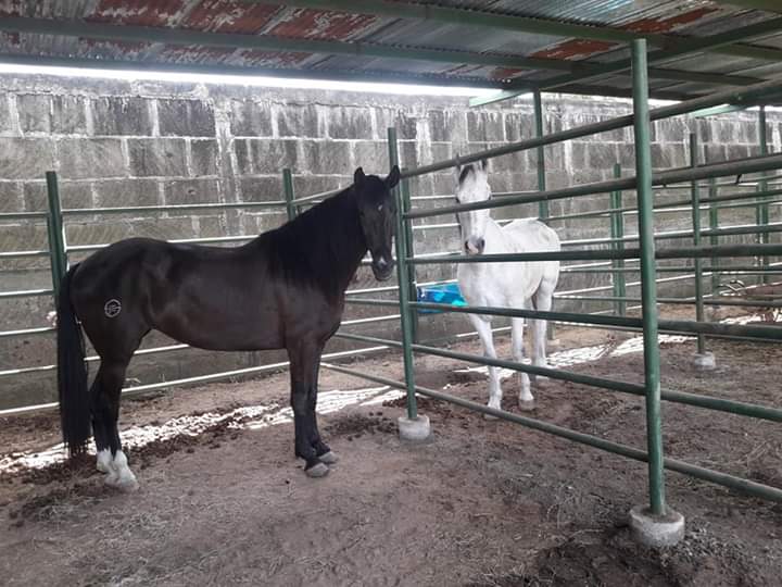 JUIGALPA1
